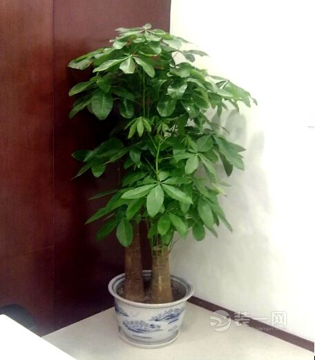 客廳適合放什麼植物?擺放這10種植物財運擋都擋不住